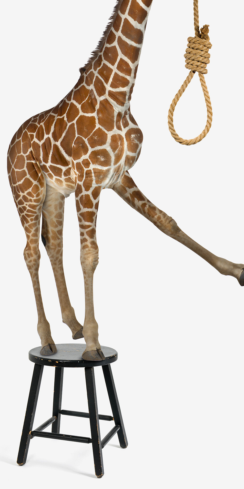 Jeff Kern design for "Suicide Giraffe"